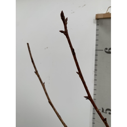 100 - ONE PRUNUS KANZAN JAPANESE FLOWERING CHERRY . HAS PURPLE/PINK FLOWERS IN APRIL. OVER 2 METRES IN HEI... 