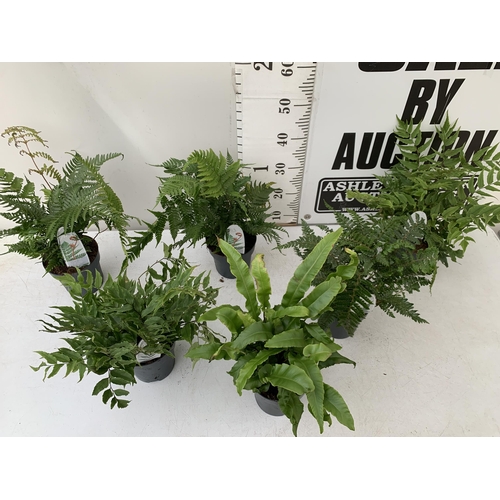 102 - SIX MIXED OUTDOOR FERNS - CYRTOMIUM, POLYSTICHUM, DRYOPTERIS, AND ASPLENIUM. IN 2 LTR POTS APPROX 40... 