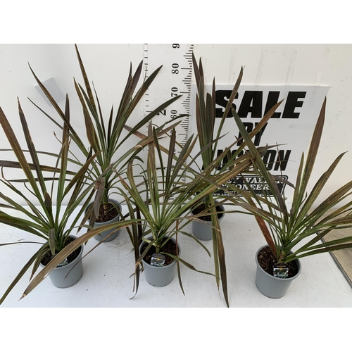 103 - FIVE LARGE CORDYLINE AUSTRALIS GREEN, APPROX 90CM IN HEIGHT. SOLD IN 2 LTR POTS , TO BE SOLD FOR THE... 