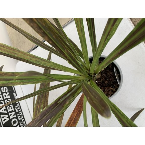 103 - FIVE LARGE CORDYLINE AUSTRALIS GREEN, APPROX 90CM IN HEIGHT. SOLD IN 2 LTR POTS , TO BE SOLD FOR THE... 