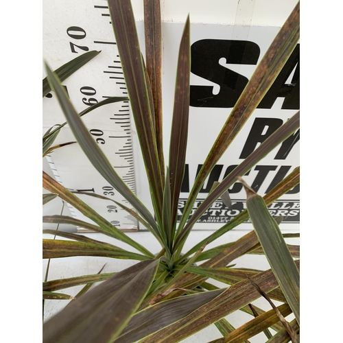 103 - FIVE LARGE CORDYLINE AUSTRALIS GREEN, APPROX 90CM IN HEIGHT. SOLD IN 2 LTR POTS , TO BE SOLD FOR THE... 