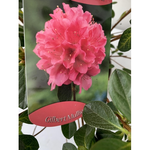 104 - THREE AZALEA JAPONICA SHRUBS IN SHADES OF PINK - 'NANCY OF ROBIN HILL', 'GILBERT MULLIE', AND 'FLORI... 