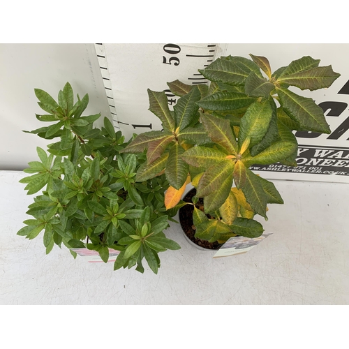 110 - TWO AZALEA MOLLIS ONE 'PERSIL' IN PURPLE AND ONE 'DOUBLE PARFAIT' IN PINK IN 2 LTR POTS. APPROX 40-6... 