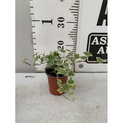 111 - EIGHTEEN VARIEGATED TRAILING IVY PLANTS IN 6CM POTS ON A TRAY. TO BE SOLD FOR THE EIGHTEEN