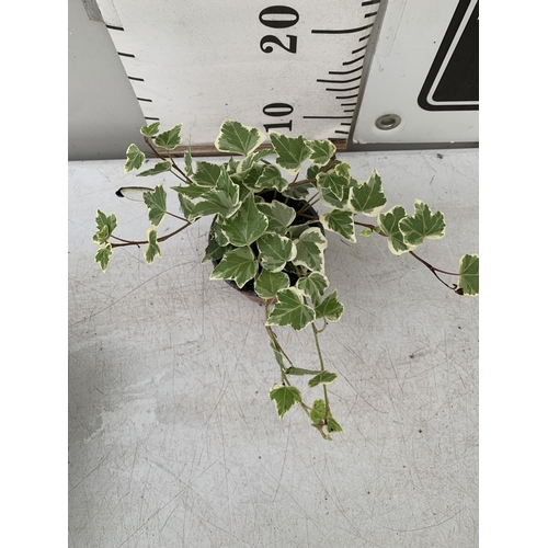 111 - EIGHTEEN VARIEGATED TRAILING IVY PLANTS IN 6CM POTS ON A TRAY. TO BE SOLD FOR THE EIGHTEEN