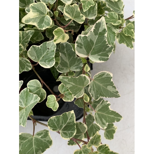 111 - EIGHTEEN VARIEGATED TRAILING IVY PLANTS IN 6CM POTS ON A TRAY. TO BE SOLD FOR THE EIGHTEEN