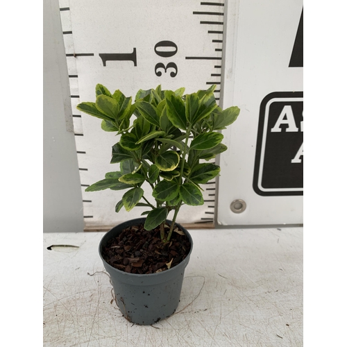 112 - EIGHTEEN EUONYMUS JAPONICA 'MARIEKE' IN 8CM POTS. APPROX 20-30CM IN HEIGHT ON A TRAY. TO BE SOLD FOR... 