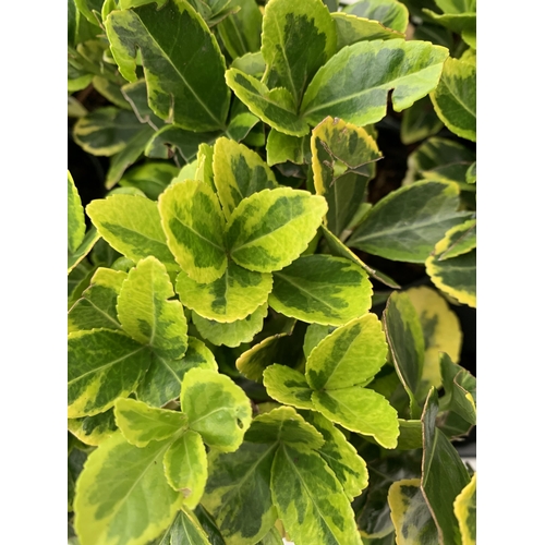 112 - EIGHTEEN EUONYMUS JAPONICA 'MARIEKE' IN 8CM POTS. APPROX 20-30CM IN HEIGHT ON A TRAY. TO BE SOLD FOR... 