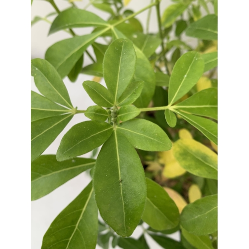 113 - TWO MIXED SHRUBS - ONE VIBURNUM DAVIDII IN A 2 LTR POT AND ONE LARGE CHOISYA TERNATA IN A 5 LT POT. ... 