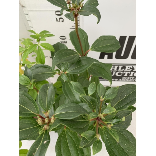 113 - TWO MIXED SHRUBS - ONE VIBURNUM DAVIDII IN A 2 LTR POT AND ONE LARGE CHOISYA TERNATA IN A 5 LT POT. ... 