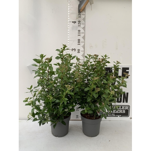 22 - TWO LARGE VIBURNUM TINUS SENSE IN 5 LTR POTS. APPROX 90CM IN HEIGHT. TO BE SOLD FOR THE TWO