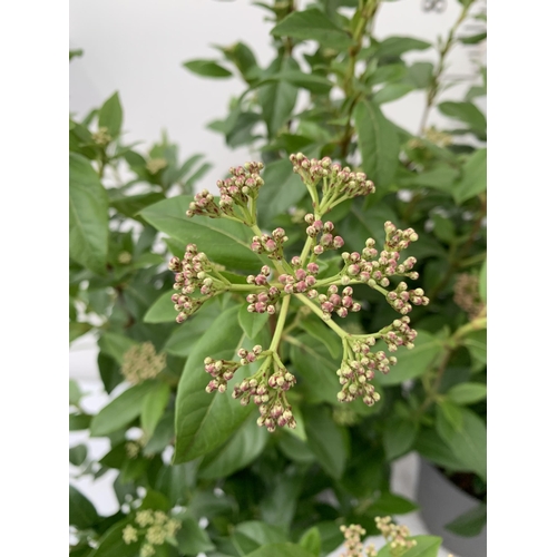 22 - TWO LARGE VIBURNUM TINUS SENSE IN 5 LTR POTS. APPROX 90CM IN HEIGHT. TO BE SOLD FOR THE TWO