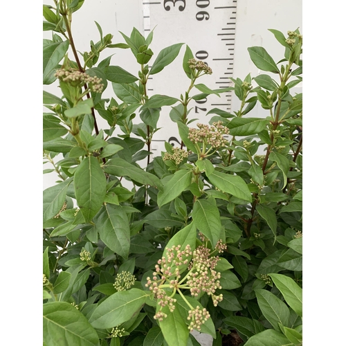 22 - TWO LARGE VIBURNUM TINUS SENSE IN 5 LTR POTS. APPROX 90CM IN HEIGHT. TO BE SOLD FOR THE TWO