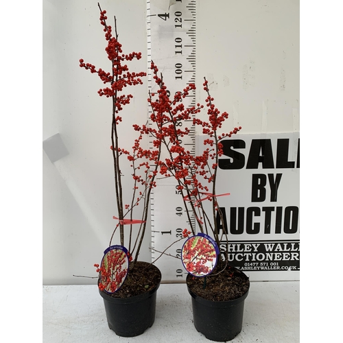 24 - 2 LARGE HOLLY ILEX VERTICILLATA WINTERBERRY IN 5 LTR POTS. APPROX  100-120CM TALL LADEN WITH BERRIES... 