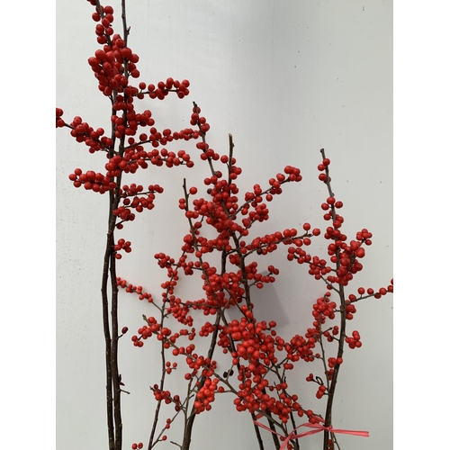 24 - 2 LARGE HOLLY ILEX VERTICILLATA WINTERBERRY IN 5 LTR POTS. APPROX  100-120CM TALL LADEN WITH BERRIES... 