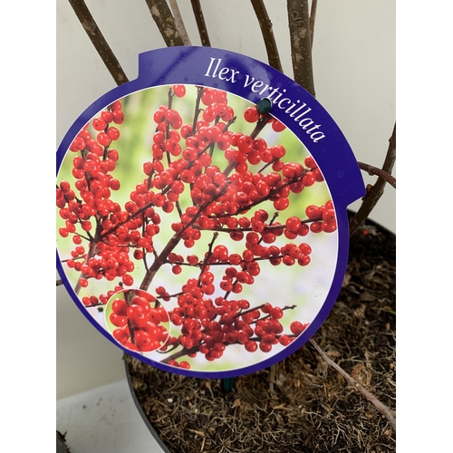 24 - 2 LARGE HOLLY ILEX VERTICILLATA WINTERBERRY IN 5 LTR POTS. APPROX  100-120CM TALL LADEN WITH BERRIES... 