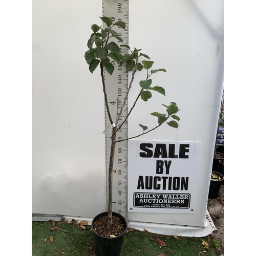 25 - ONE COOKING APPLE BRAMLEY'S SEEDING MALUS TREE. APPROX 180CM TALL IN A 12 LTR POT. PROPAGATED FROM T... 