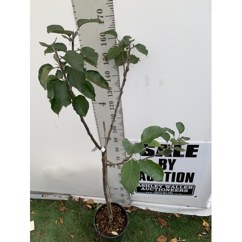 25 - ONE COOKING APPLE BRAMLEY'S SEEDING MALUS TREE. APPROX 180CM TALL IN A 12 LTR POT. PROPAGATED FROM T... 