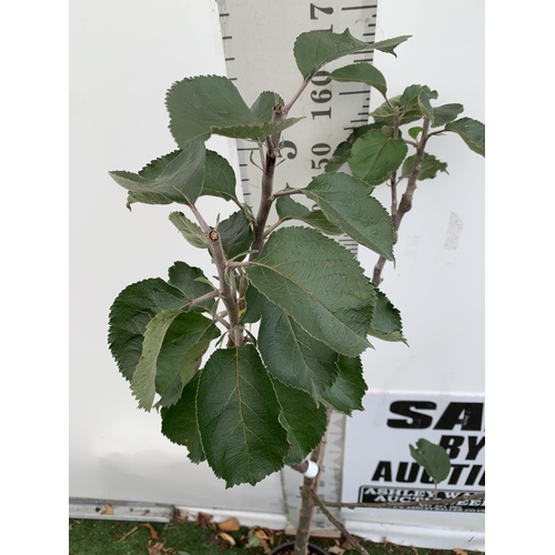 25 - ONE COOKING APPLE BRAMLEY'S SEEDING MALUS TREE. APPROX 180CM TALL IN A 12 LTR POT. PROPAGATED FROM T... 