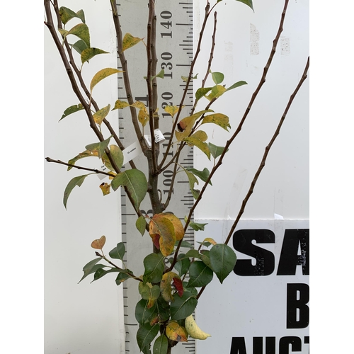 30 - ONE PEAR PYRUS FRUIT TREE WILLIAMS' BON CHRETIEN APPROX 190CM TALL. IN A 12 LTR POT, THIS PEAR IS A ... 