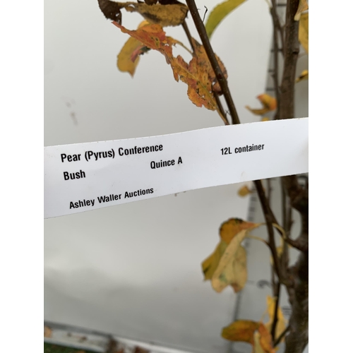 31 - ONE PEAR PYRUS FRUIT 'CONFERENCE' 180CM TALL IN A 12 LTR POT. PRODUCES SWEET JUICY FRUIT AND IS A GO... 