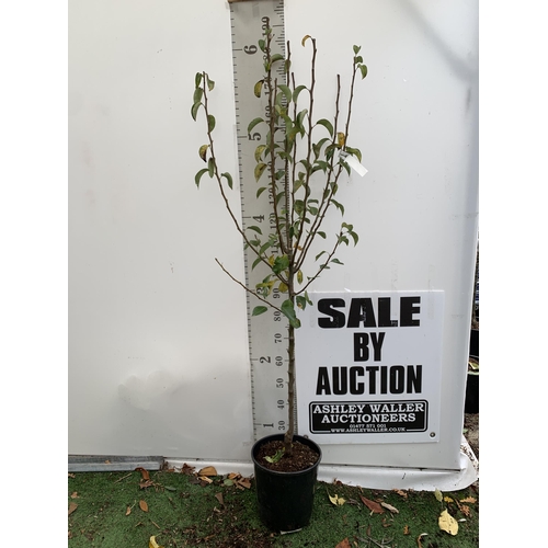 32 - ONE PEAR PYRUS FRUIT TREE WILLIAMS' BON CHRETIEN APPROX 190CM TALL. IN A 12 LTR POT, THIS PEAR IS A ... 