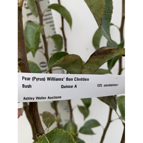 32 - ONE PEAR PYRUS FRUIT TREE WILLIAMS' BON CHRETIEN APPROX 190CM TALL. IN A 12 LTR POT, THIS PEAR IS A ... 