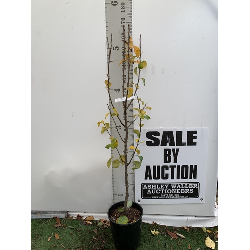 33 - ONE PEAR PYRUS FRUIT 'CONFERENCE' 170CM TALL IN A 12 LTR POT. PRODUCES SWEET JUICY FRUIT AND IS A GO... 