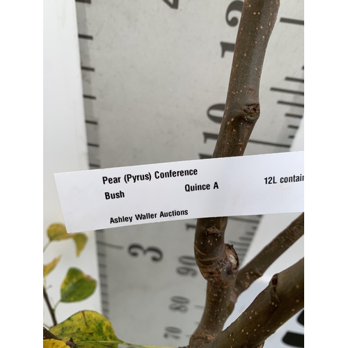 33 - ONE PEAR PYRUS FRUIT 'CONFERENCE' 170CM TALL IN A 12 LTR POT. PRODUCES SWEET JUICY FRUIT AND IS A GO... 