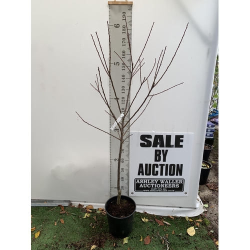 35 - ONE PLUM PRUNUS FRUIT TREE 'OPAL'. APPROX 190CM IN HEIGHT A 12 LTR POT. ONE OF THE MOST RELIABLE GAR... 