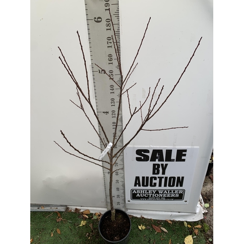 35 - ONE PLUM PRUNUS FRUIT TREE 'OPAL'. APPROX 190CM IN HEIGHT A 12 LTR POT. ONE OF THE MOST RELIABLE GAR... 