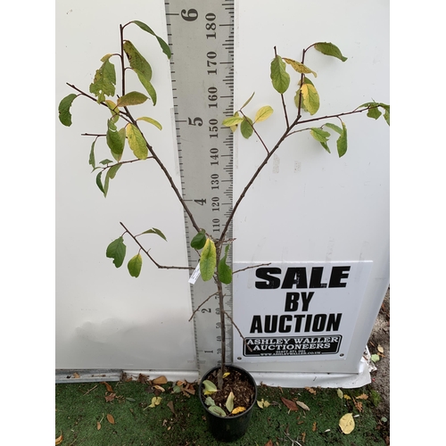 36 - ONE PLUM PRUNUS FRUIT TREE 'VICTORIA'. APPROX 180CM IN HEIGHT IN A 12 LTR POT. OVAL BRIGHT RED FRUIT... 