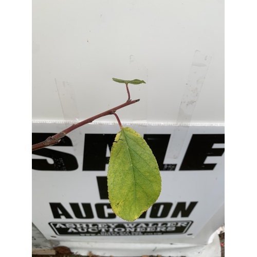 37 - ONE PLUM PRUNUS FRUIT TREE 'VICTORIA'. APPROX 190CM IN HEIGHT IN A 12 LTR POT. OVAL BRIGHT RED FRUIT... 