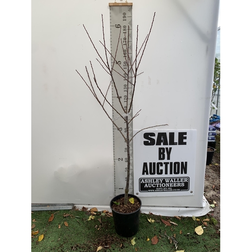 38 - ONE PLUM PRUNUS FRUIT TREE 'OPAL'. APPROX 190CM IN HEIGHT IN A 12 LTR POT. ONE OF THE MOST RELIABLE ... 