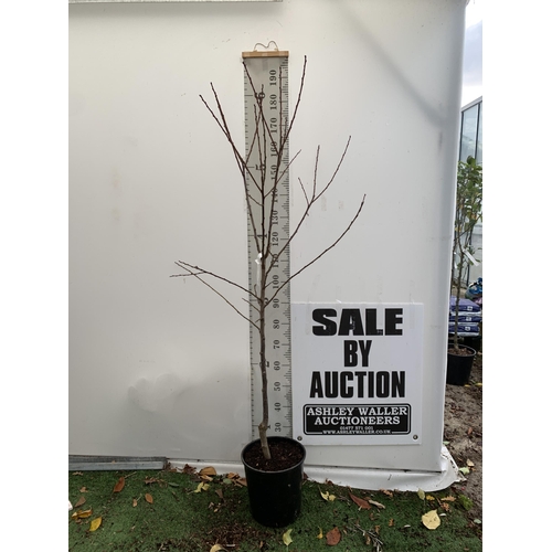 39 - ONE PLUM PRUNUS FRUIT TREE 'OPAL'. APPROX 2 METRES IN HEIGHT IN A 12 LTR POT. ONE OF THE MOST RELIAB... 