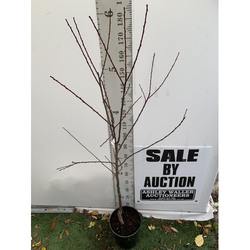 39 - ONE PLUM PRUNUS FRUIT TREE 'OPAL'. APPROX 2 METRES IN HEIGHT IN A 12 LTR POT. ONE OF THE MOST RELIAB... 