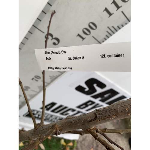 39 - ONE PLUM PRUNUS FRUIT TREE 'OPAL'. APPROX 2 METRES IN HEIGHT IN A 12 LTR POT. ONE OF THE MOST RELIAB... 