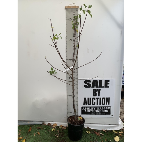 40 - ONE GREENGAGE TREE 'OLD GREENGAGE' APPROX 2 METRES IN HEIGHT IN A 12 LTR POT. SELECTED BY RHS FOR IT... 