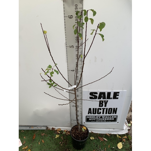 40 - ONE GREENGAGE TREE 'OLD GREENGAGE' APPROX 2 METRES IN HEIGHT IN A 12 LTR POT. SELECTED BY RHS FOR IT... 