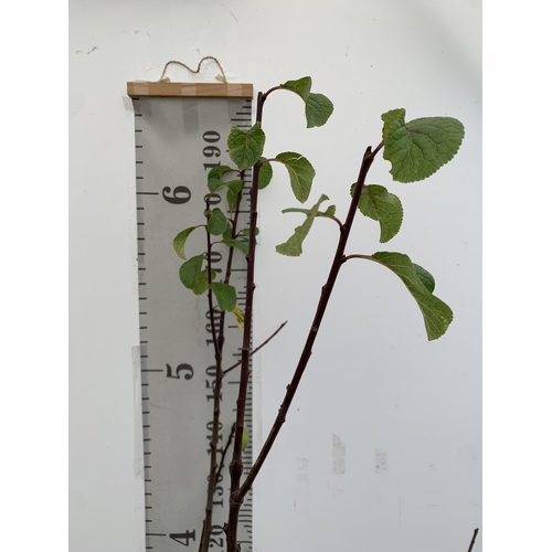 40 - ONE GREENGAGE TREE 'OLD GREENGAGE' APPROX 2 METRES IN HEIGHT IN A 12 LTR POT. SELECTED BY RHS FOR IT... 