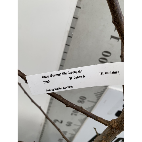 40 - ONE GREENGAGE TREE 'OLD GREENGAGE' APPROX 2 METRES IN HEIGHT IN A 12 LTR POT. SELECTED BY RHS FOR IT... 