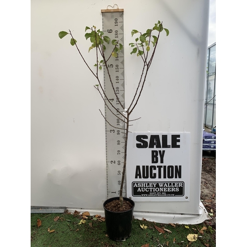 43 - ONE GREENGAGE TREE 'OLD GREENGAGE' APPROX 180CM IN HEIGHT IN A 12 LTR POT. SELECTED BY RHS FOR ITS E... 