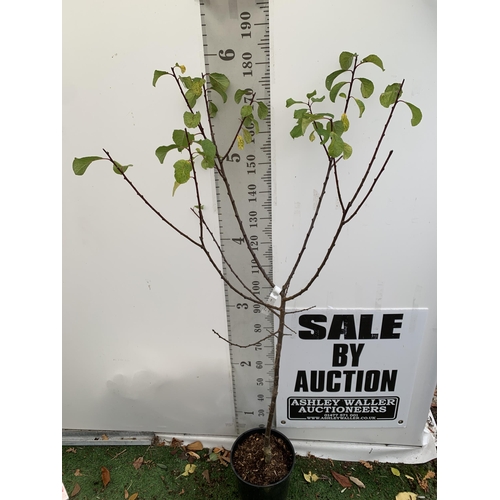 43 - ONE GREENGAGE TREE 'OLD GREENGAGE' APPROX 180CM IN HEIGHT IN A 12 LTR POT. SELECTED BY RHS FOR ITS E... 