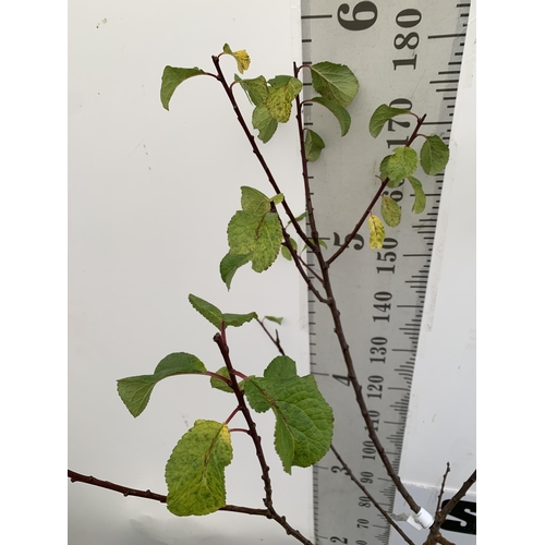 43 - ONE GREENGAGE TREE 'OLD GREENGAGE' APPROX 180CM IN HEIGHT IN A 12 LTR POT. SELECTED BY RHS FOR ITS E... 