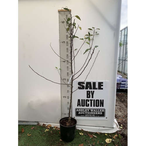 44 - ONE APPLE MALUS COX FRUIT TREE. SELF FERTILE IN A 12 LTR POT APPROX 190CM IN HEIGHT. FRUIT IS THE SA... 