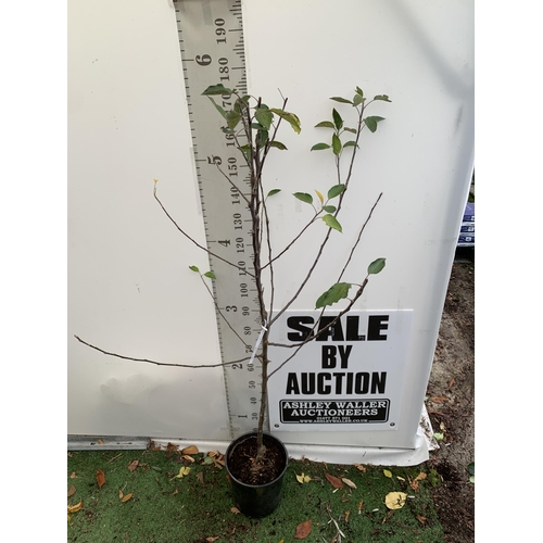 44 - ONE APPLE MALUS COX FRUIT TREE. SELF FERTILE IN A 12 LTR POT APPROX 190CM IN HEIGHT. FRUIT IS THE SA... 