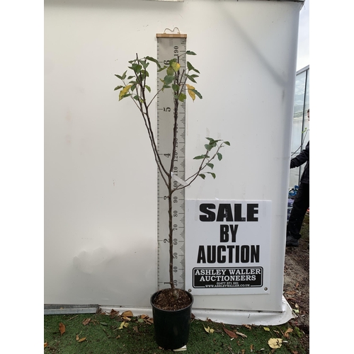 45 - ONE APPLE MALUS COX FRUIT TREE. SELF FERTILE IN A 12 LTR POT APPROX 190CM IN HEIGHT. FRUIT IS THE SA... 