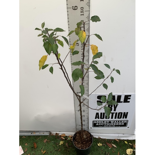 45 - ONE APPLE MALUS COX FRUIT TREE. SELF FERTILE IN A 12 LTR POT APPROX 190CM IN HEIGHT. FRUIT IS THE SA... 