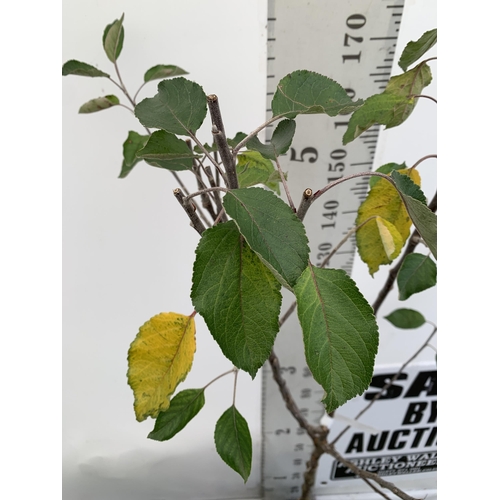 45 - ONE APPLE MALUS COX FRUIT TREE. SELF FERTILE IN A 12 LTR POT APPROX 190CM IN HEIGHT. FRUIT IS THE SA... 