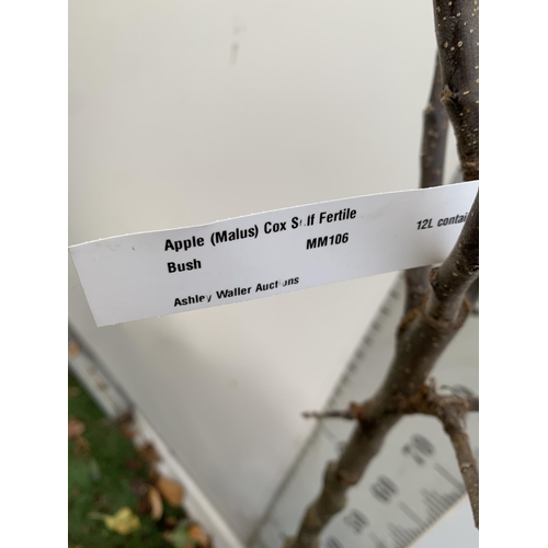 45 - ONE APPLE MALUS COX FRUIT TREE. SELF FERTILE IN A 12 LTR POT APPROX 190CM IN HEIGHT. FRUIT IS THE SA... 